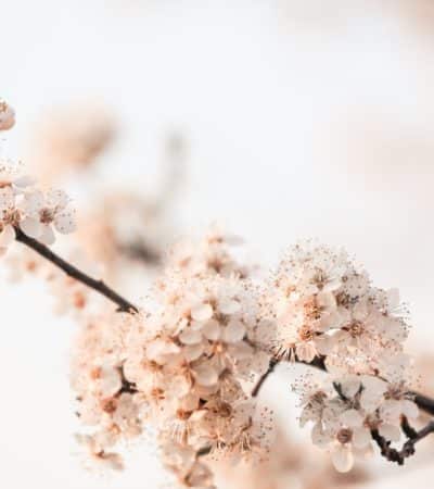 Haiku: 10 karakteristika japanskog pjesništva