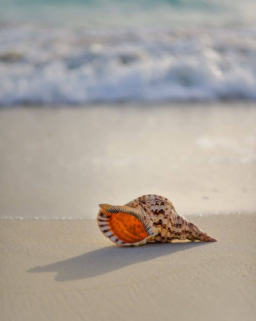 Morska školjka na pijesku