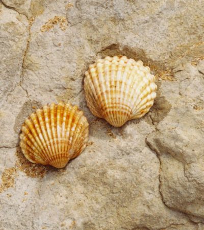 Kako očistiti školjke za ukras: 10 efikasnih načina