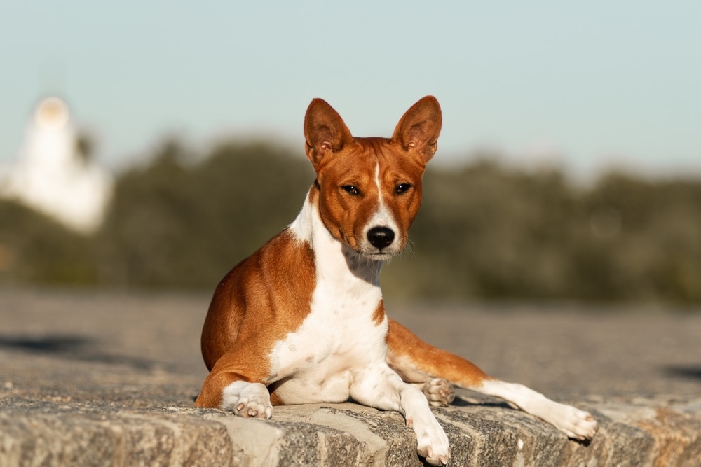 Afrički basenji