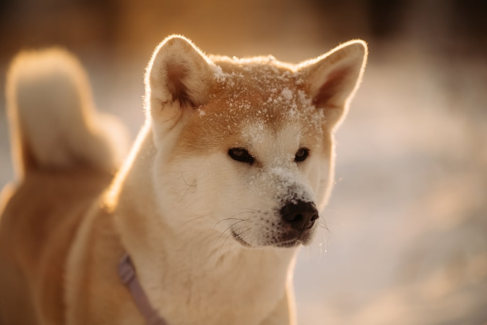 Akita Inu pasmina