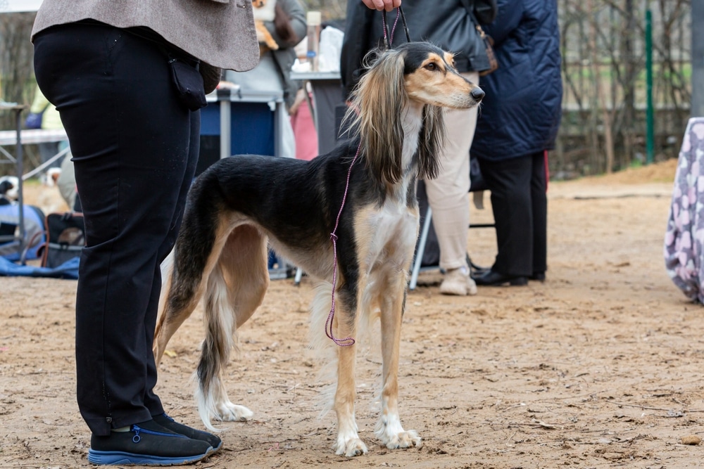 Saluki pasmina